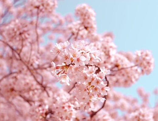 Vancouver Cherry Blossom Festival